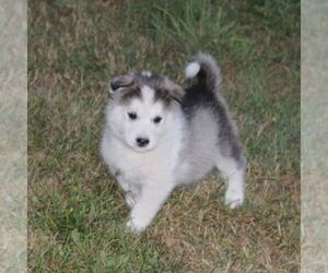 Alaskan Malamute Puppy for sale in CROGHAN, NY, USA