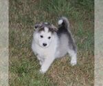 Small Alaskan Malamute