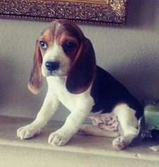 Beagle Puppy for sale in EL CAJON, CA, USA