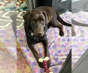 Mother of the Labrador Retriever puppies born on 04/08/2025