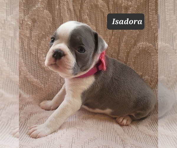 Medium Photo #7 Boston Terrier Puppy For Sale in POMEROY, OH, USA