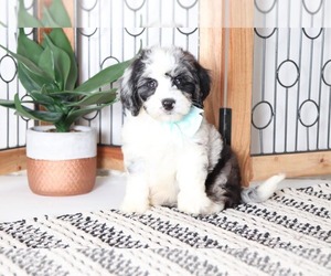 Bernedoodle Puppy for sale in NAPLES, FL, USA