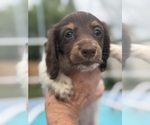 Puppy Puppy 1 Tonya Dachshund