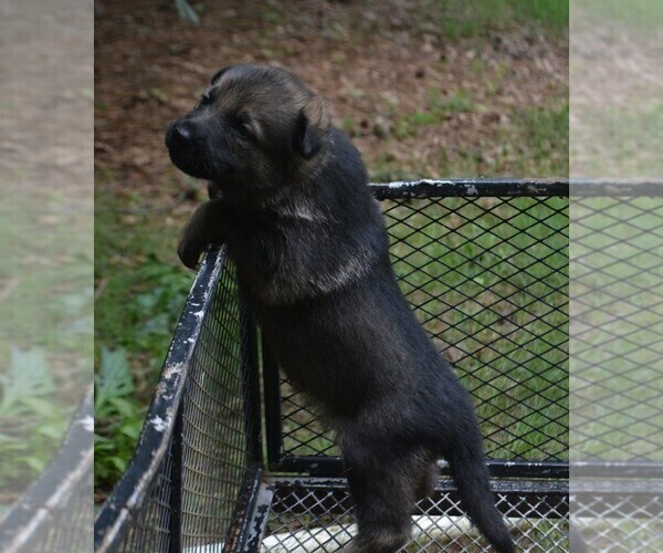 Medium Photo #1 German Shepherd Dog Puppy For Sale in POWDER SPRINGS, GA, USA