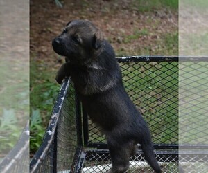 Medium German Shepherd Dog
