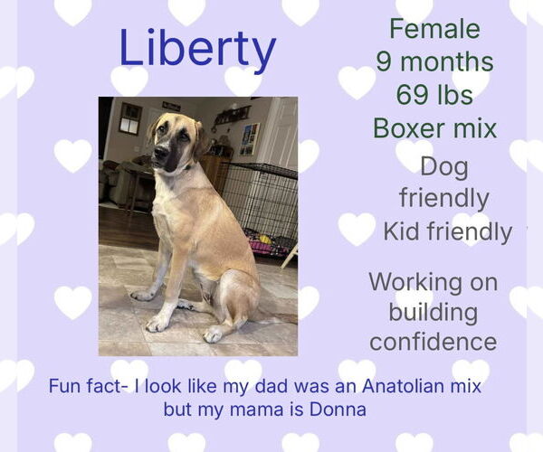 Medium Photo #1 Anatolian Shepherd-Boxer Mix Puppy For Sale in New Oxford , PA, USA