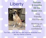 Small Anatolian Shepherd-Boxer Mix