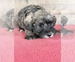 Litter of 8 - Male(s) and Female(s) Schnauzer (Miniature)Litter of Puppies for Sale - Photo #5