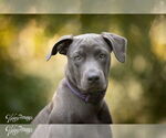 Small #3 American Pit Bull Terrier-German Shepherd Dog Mix