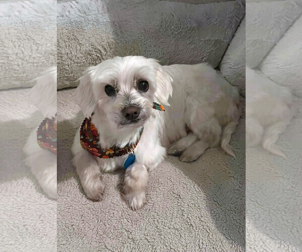 Medium Photo #9 Maltese Puppy For Sale in Arlington, VA, USA