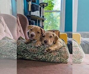 Dana Scully - Female Labrador Retriever-Unknown Mix Dog for Adoption - Photo #3