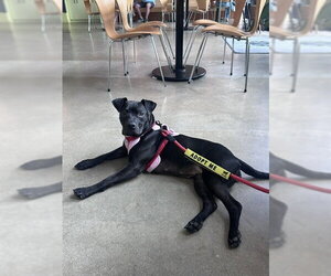 Willow - Female American Pit Bull Terrier-Unknown Mix Dog for Adoption - Photo #4
