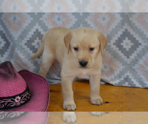 Medium Labrador Retriever