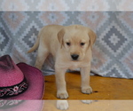 Puppy Flowers Labrador Retriever