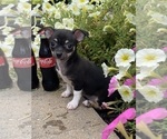 Small #1 Chihuahua