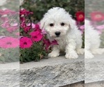 Small #4 Bichon Frise