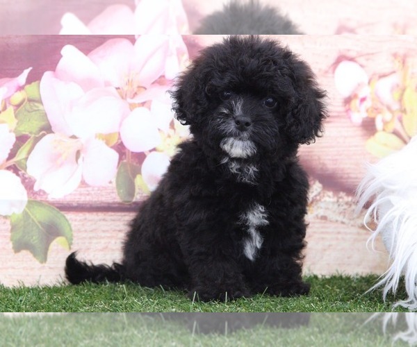 Medium Photo #2 Shih-Poo Puppy For Sale in MARIETTA, GA, USA