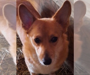 Mother of the Pembroke Welsh Corgi puppies born on 11/16/2020