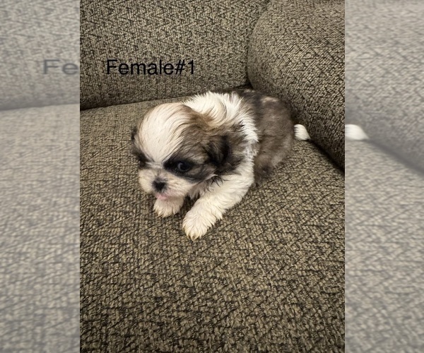 Medium Photo #4 Shih Tzu Puppy For Sale in ROCK ISLAND, IL, USA