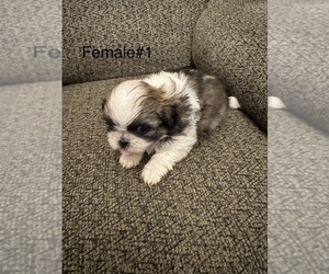 Medium Shih Tzu