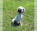 Small #20 Poodle (Toy)