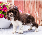 Small Photo #15 Cocker Spaniel Puppy For Sale in WAKARUSA, IN, USA