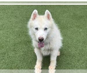 Siberian Husky Dogs for adoption in Orange, CA, USA