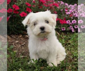 Maltese Puppy for sale in GREENVILLE, PA, USA