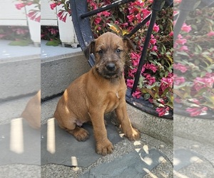 Medium Irish Terrier