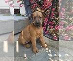 Puppy Topaz Irish Terrier