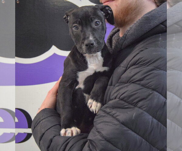 Medium Photo #4 American Staffordshire Terrier-Boxer Mix Puppy For Sale in Huntley, IL, USA