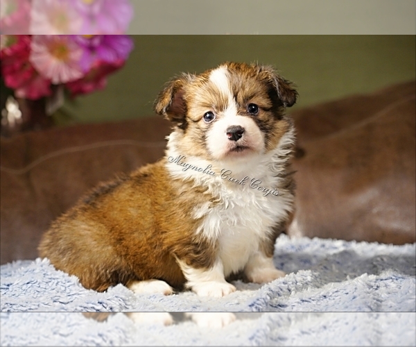 Medium Photo #10 Pembroke Welsh Corgi Puppy For Sale in LUTHER, OK, USA