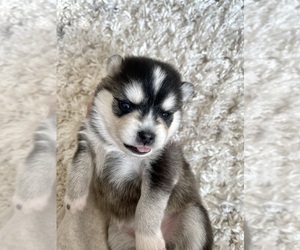 Pomsky Puppy for sale in PROVO, UT, USA