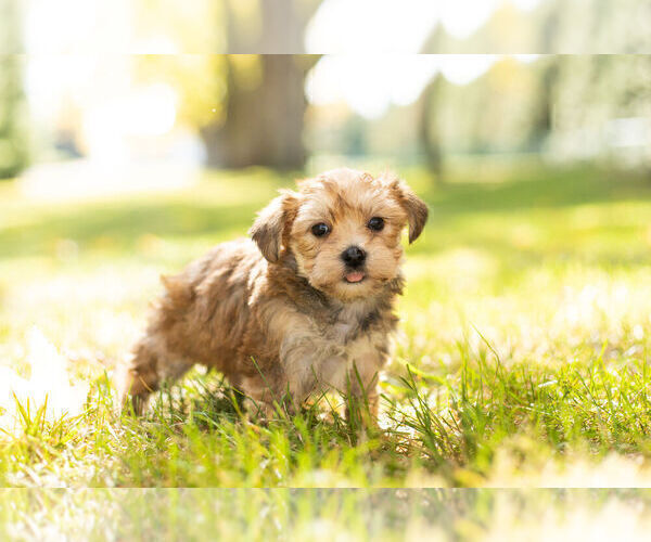 Medium Photo #2 Morkie Puppy For Sale in NAPPANEE, IN, USA