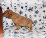 Small Photo #5 Goldendoodle (Miniature) Puppy For Sale in BLOOMINGTON, IN, USA