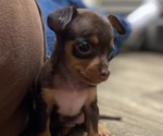 Puppy Puppy 1 Chihuahua