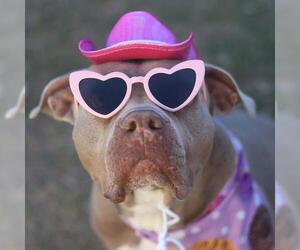 American Staffordshire Terrier Dogs for adoption in San Antonio, TX, USA