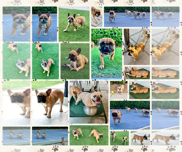 Medium Photo #4 French Bulldog Puppy For Sale in INDIO, CA, USA
