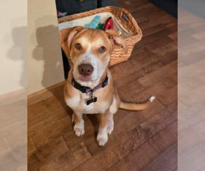 Labrador Retriever-Unknown Mix Dogs for adoption in Sheboygan, WI, USA