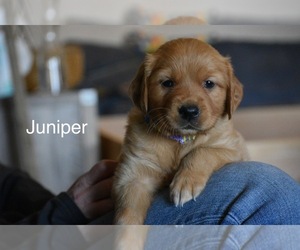 Golden Retriever Puppy for sale in EASTSOUND, WA, USA