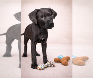 Beagle-Unknown Mix Dogs for adoption in Sanford, FL, USA