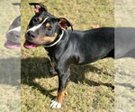 Small #2 American Pit Bull Terrier