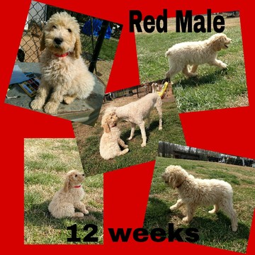 Medium Photo #1 Poodle (Standard) Puppy For Sale in CLEMMONS, NC, USA