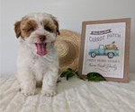 Small #5 Poovanese