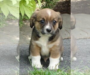 Cava-Corgi Puppy for sale in HONEY BROOK, PA, USA