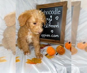 Schnoodle (Miniature) Puppy for sale in NOVI, MI, USA