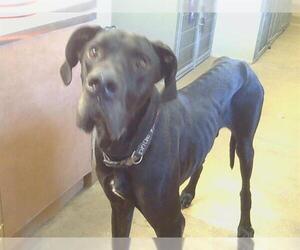 Great Dane Dogs for adoption in Sacramento, CA, USA