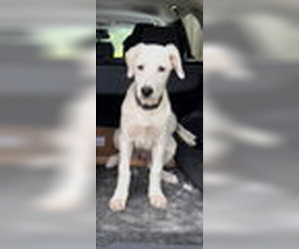 Medium Photo #1 Great Pyrenees Puppy For Sale in Spring, TX, USA