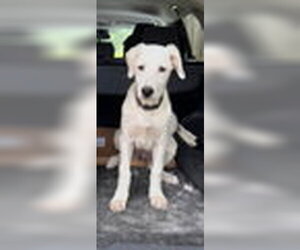 Great Pyrenees Dogs for adoption in Spring, TX, USA