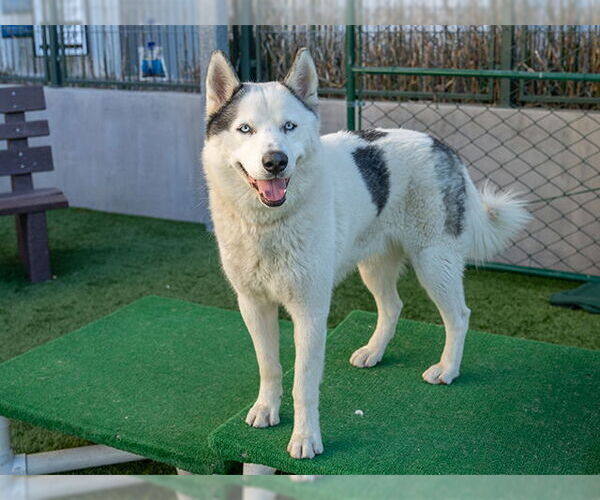 Medium Photo #2 Siberian Husky-Unknown Mix Puppy For Sale in Pasadena, CA, USA